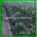 climbing plants trellis